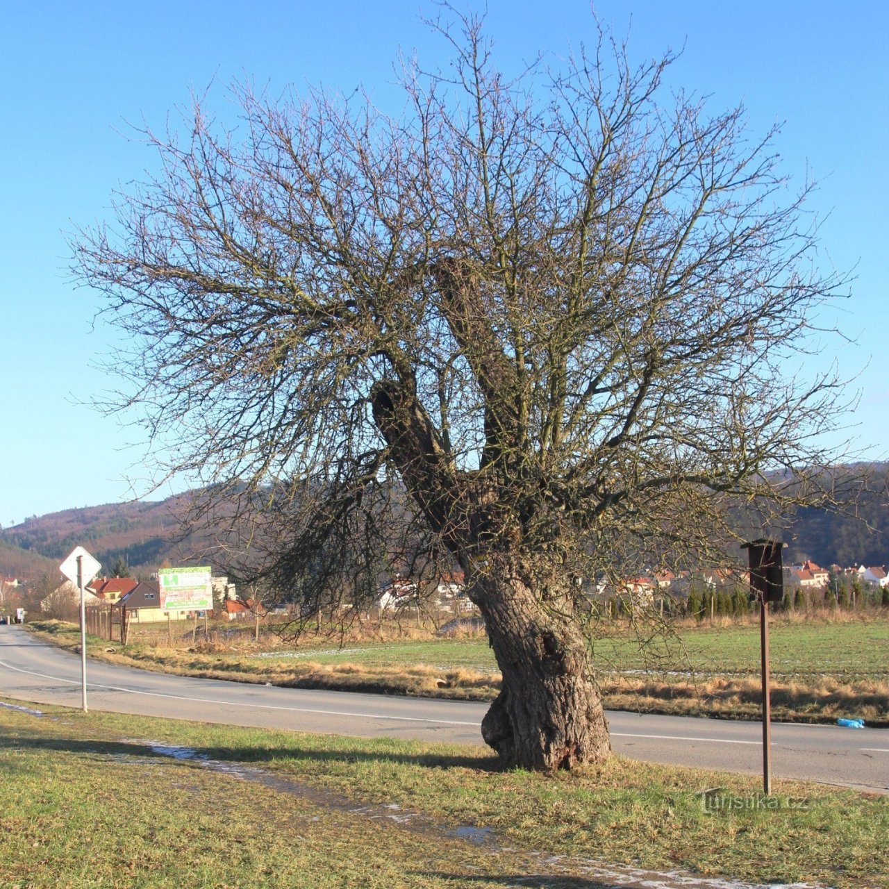 Bílovice nad Svitavou - planá hrušeň