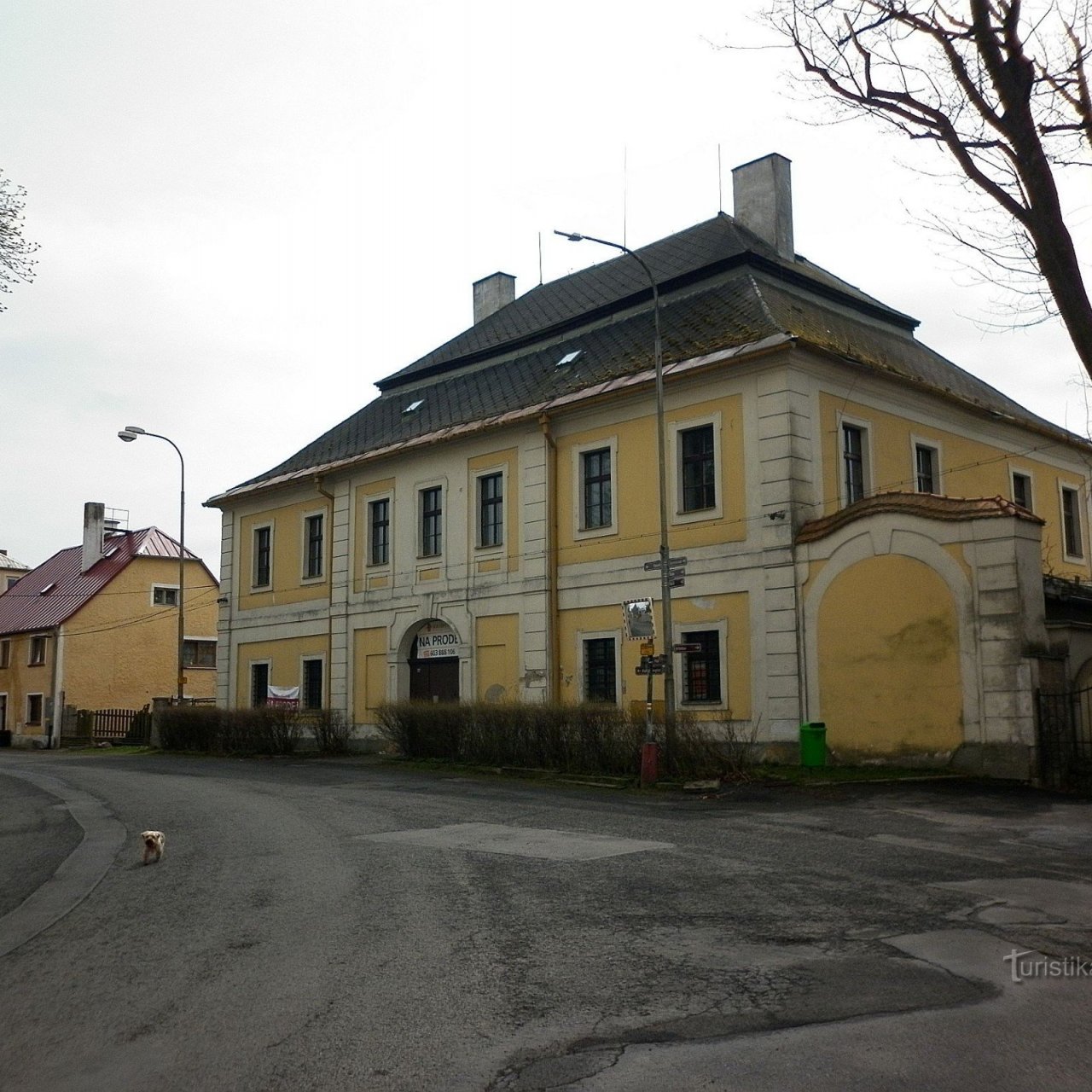 Klen na hřbitově