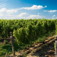 Viniční trať Dívčí hora