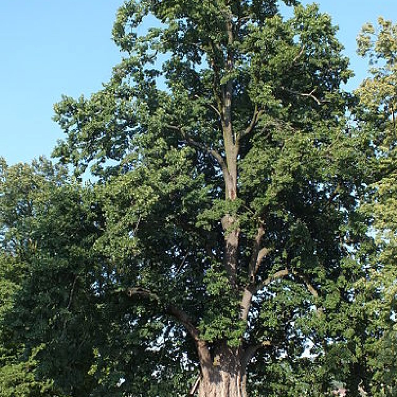 Památná lípa v Dolanech