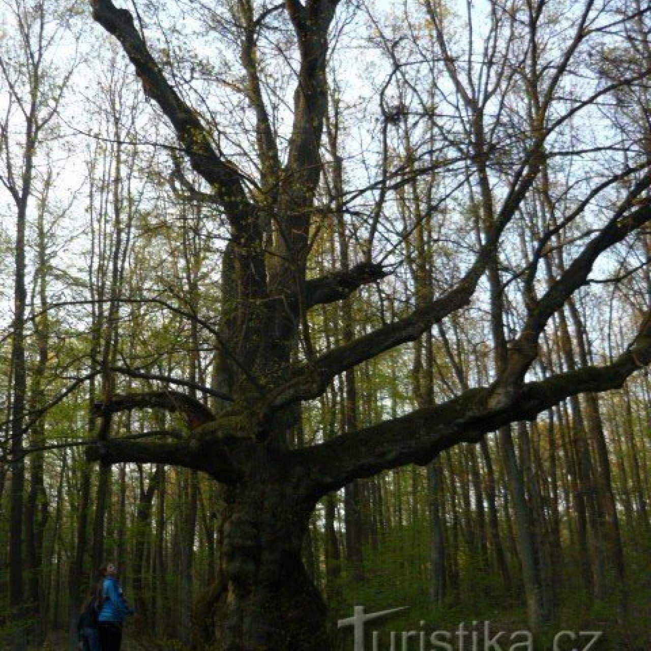 Strom splněných přání