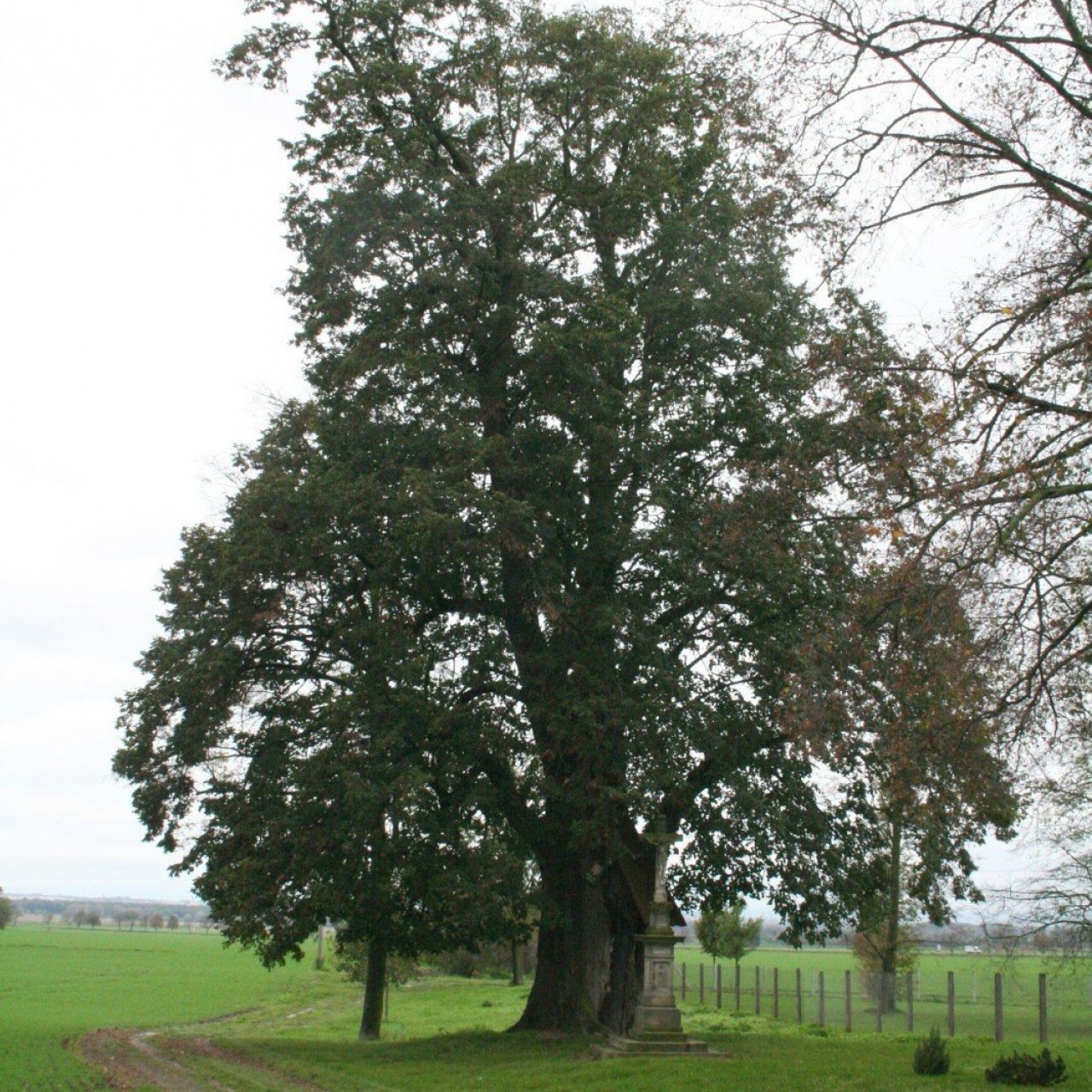 Památná lípa v Dolanech
