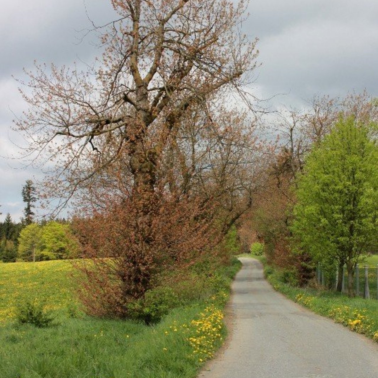 Alej javorů stříbrných u Fryšavy
