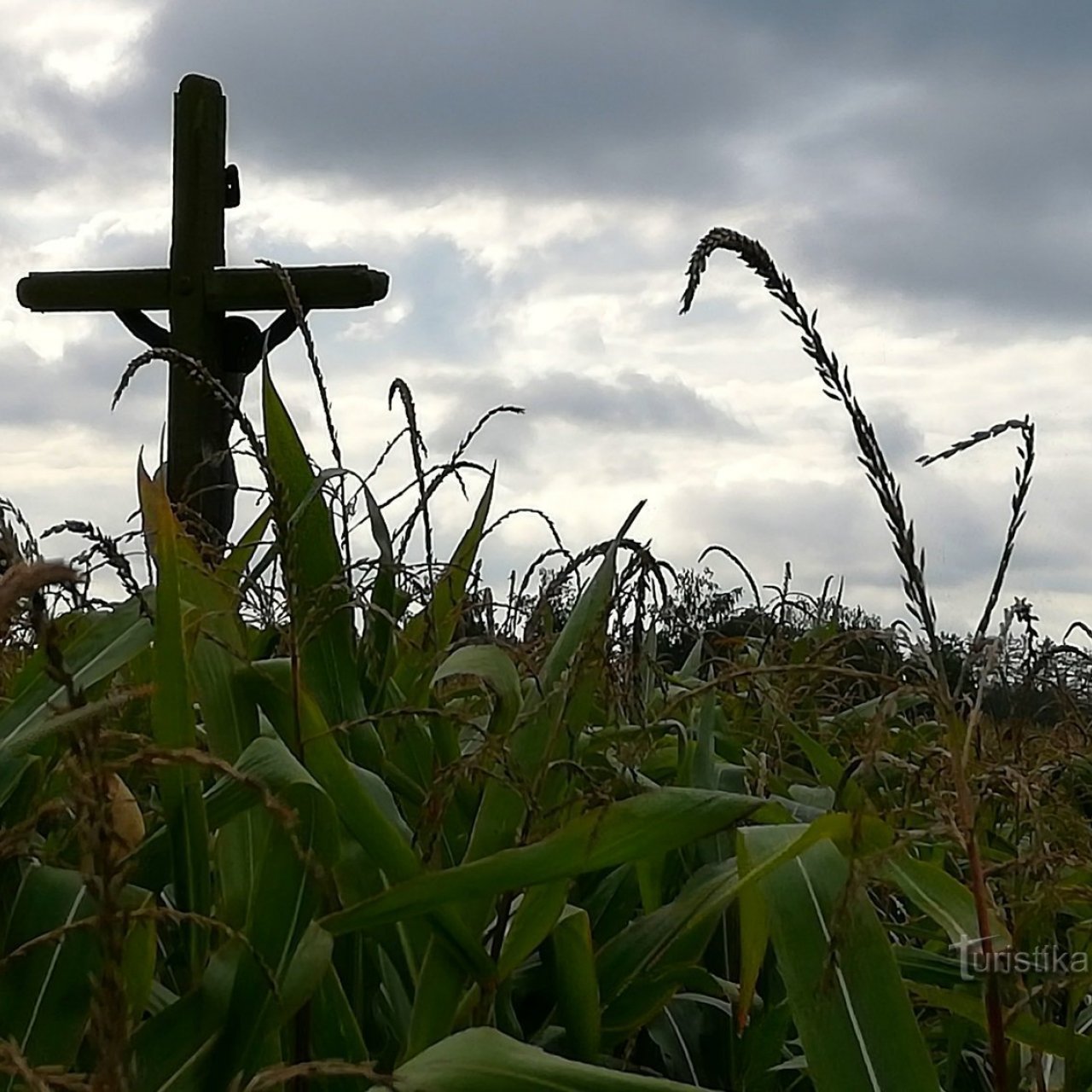 Mor a kukuřice. Kameničná, Žamberk.