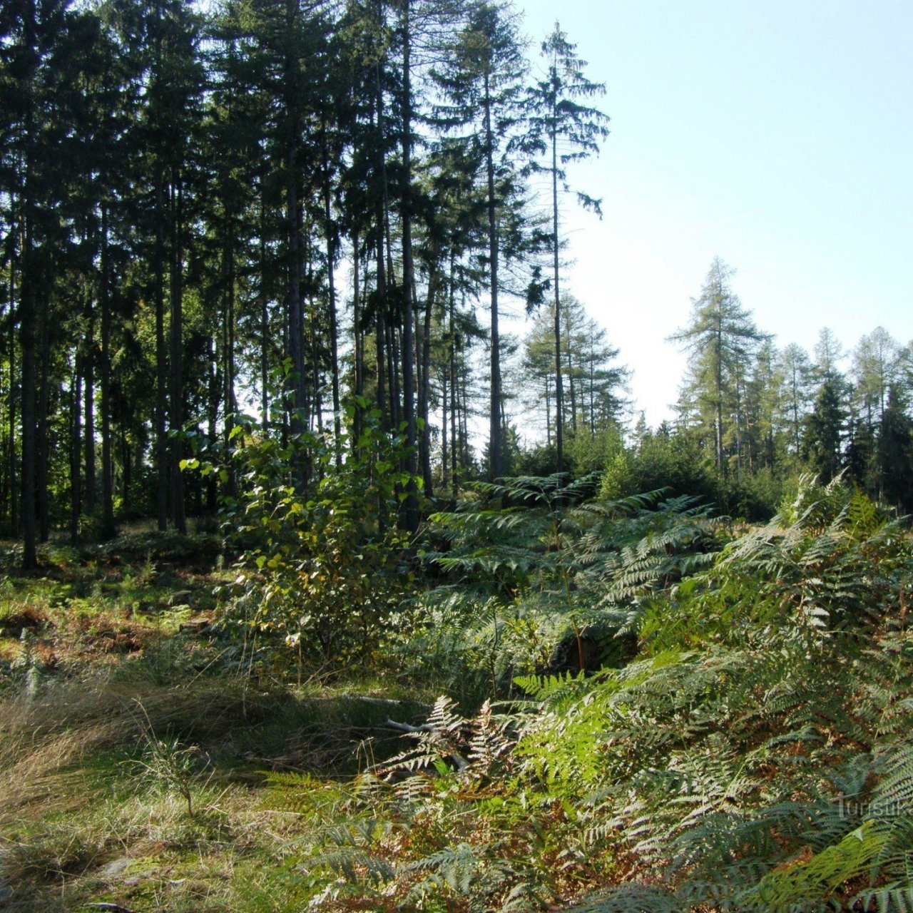Prachovské skály - Malá Svinčice