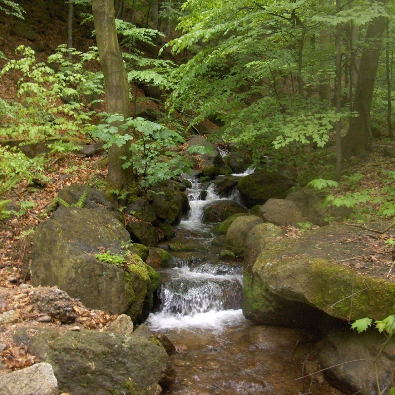 Údolí Albrechtického potoka.