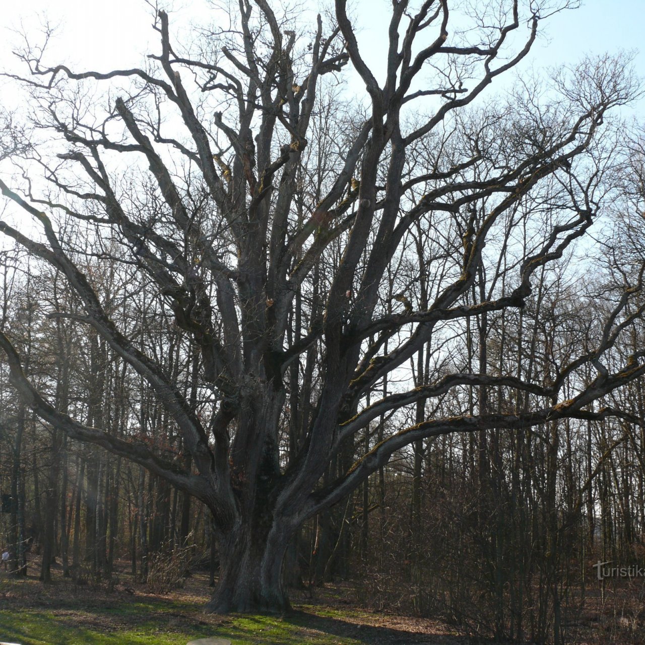 Památný dub v Kempu Sedmihorky