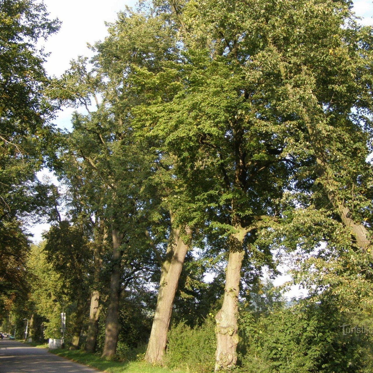 Lipová alej u Sedmihorek