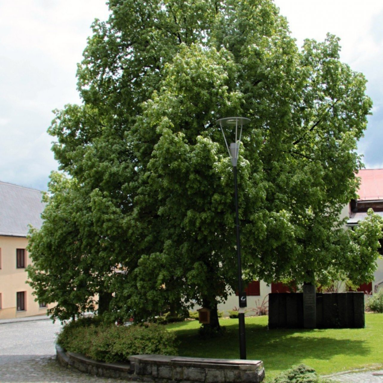 Památná Lípa Kašperské Hory