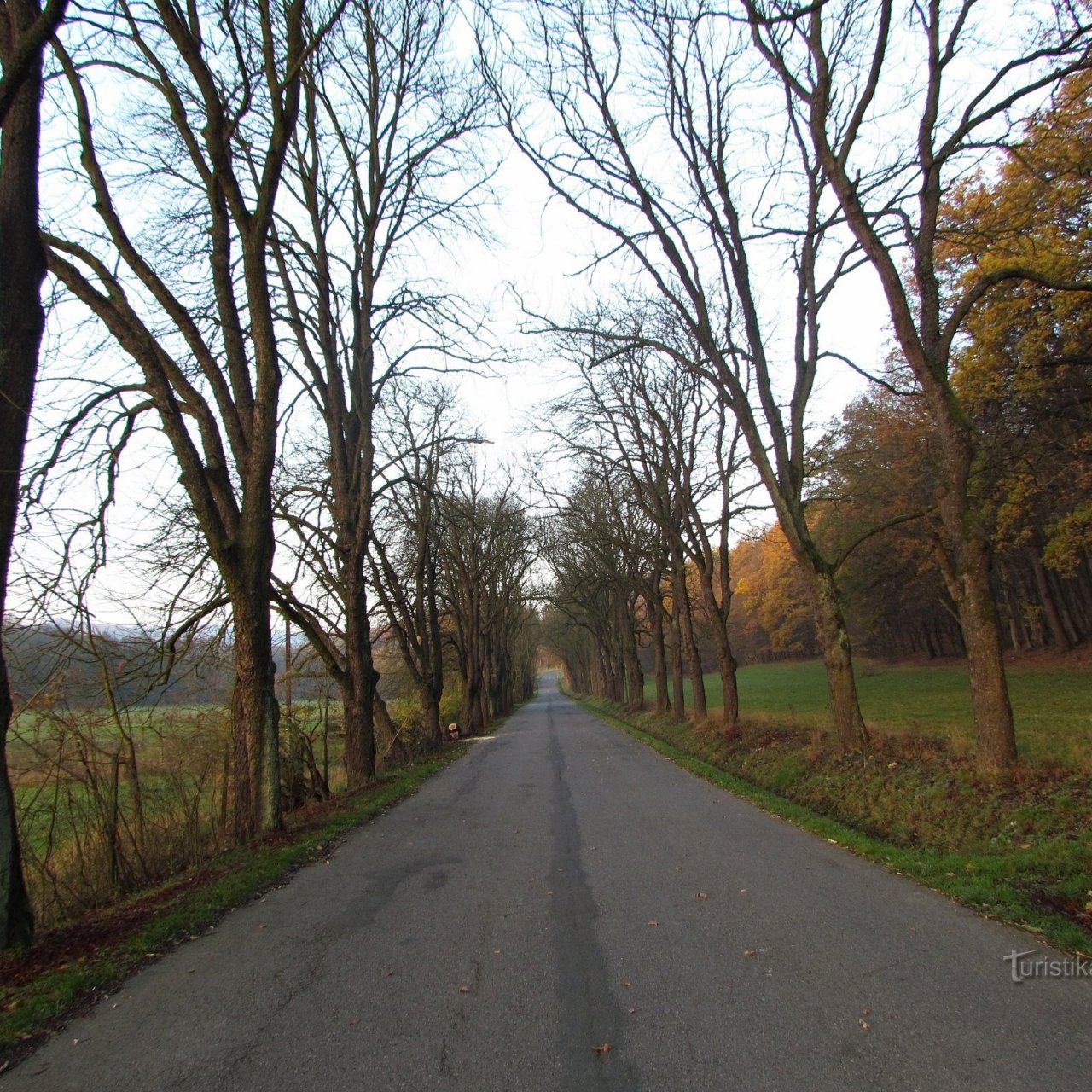 Chřiby - Stupavská alej