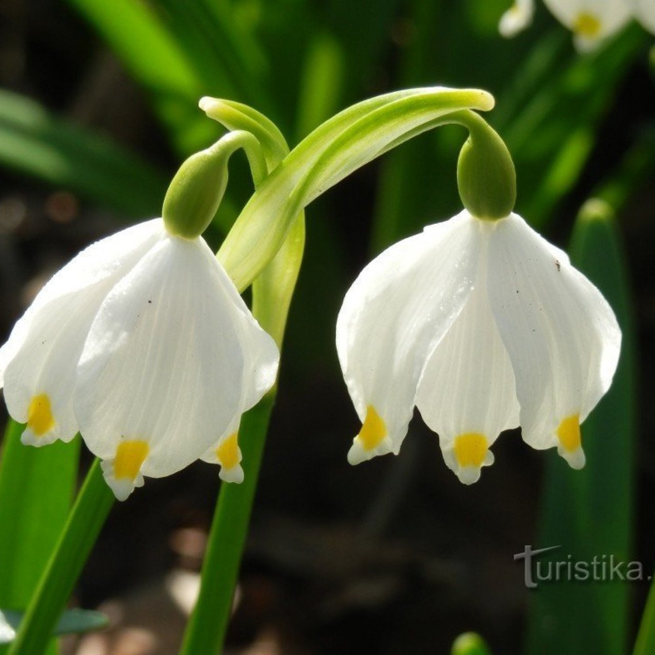 Kostelecké bledule jarní