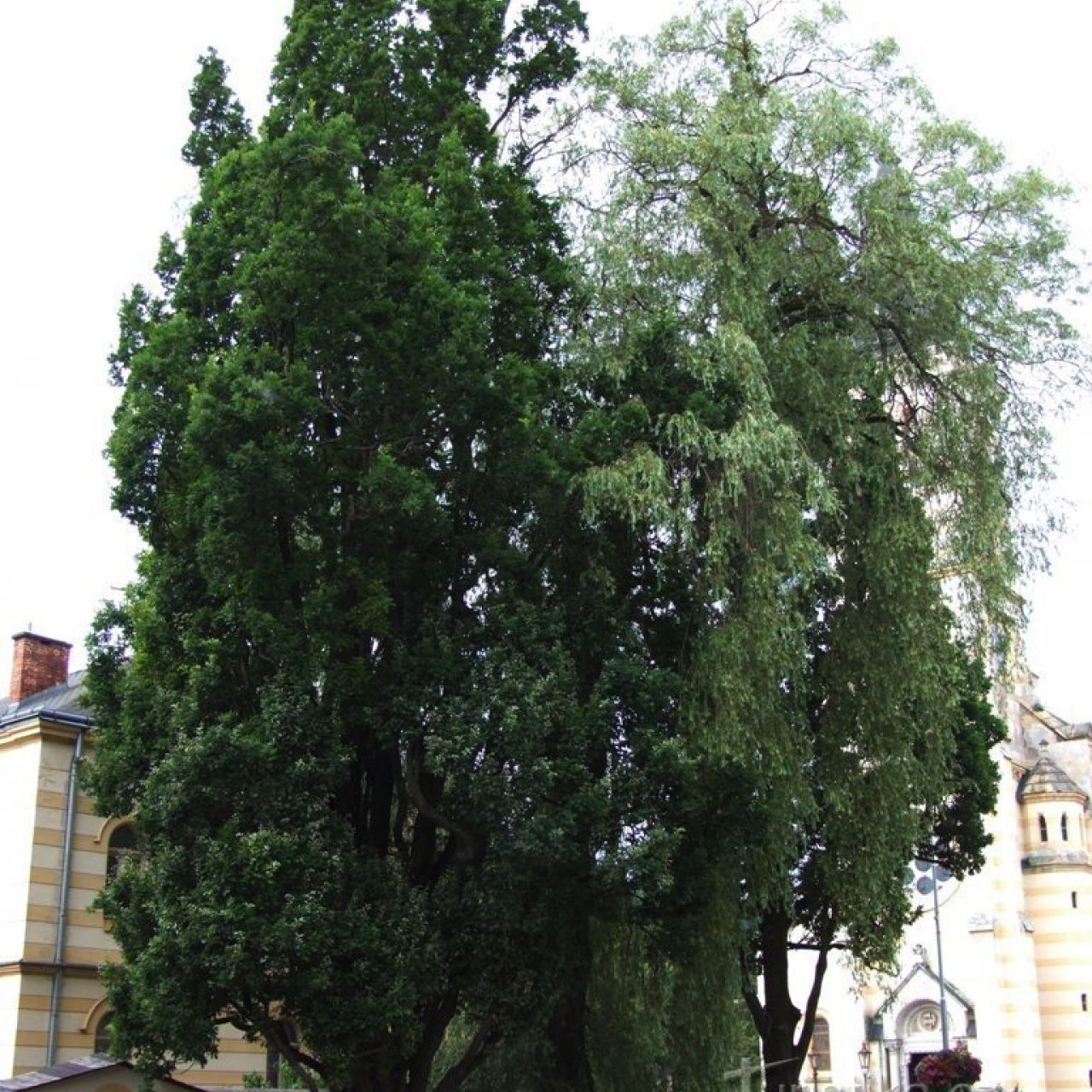 Císařské duby v Kraslicích