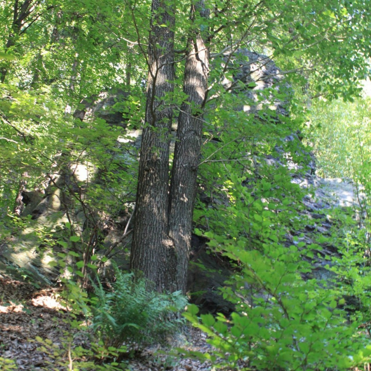 Drobeček 1