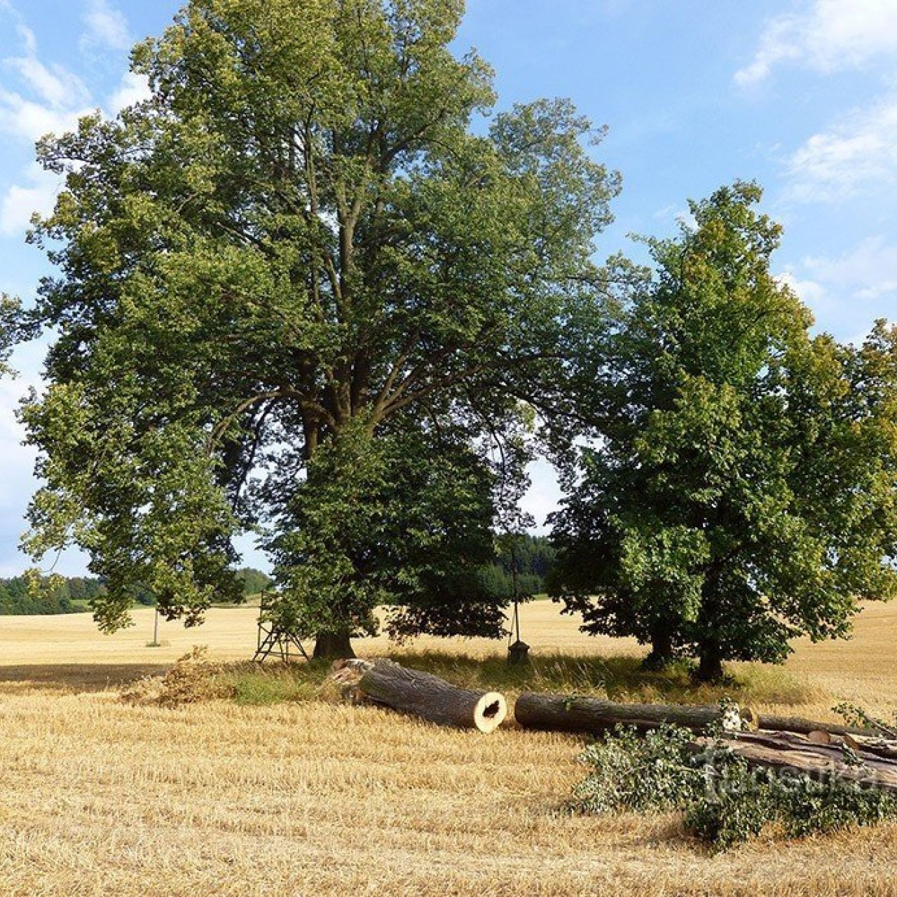 Kříž v poli u Libice nad Doubravou
