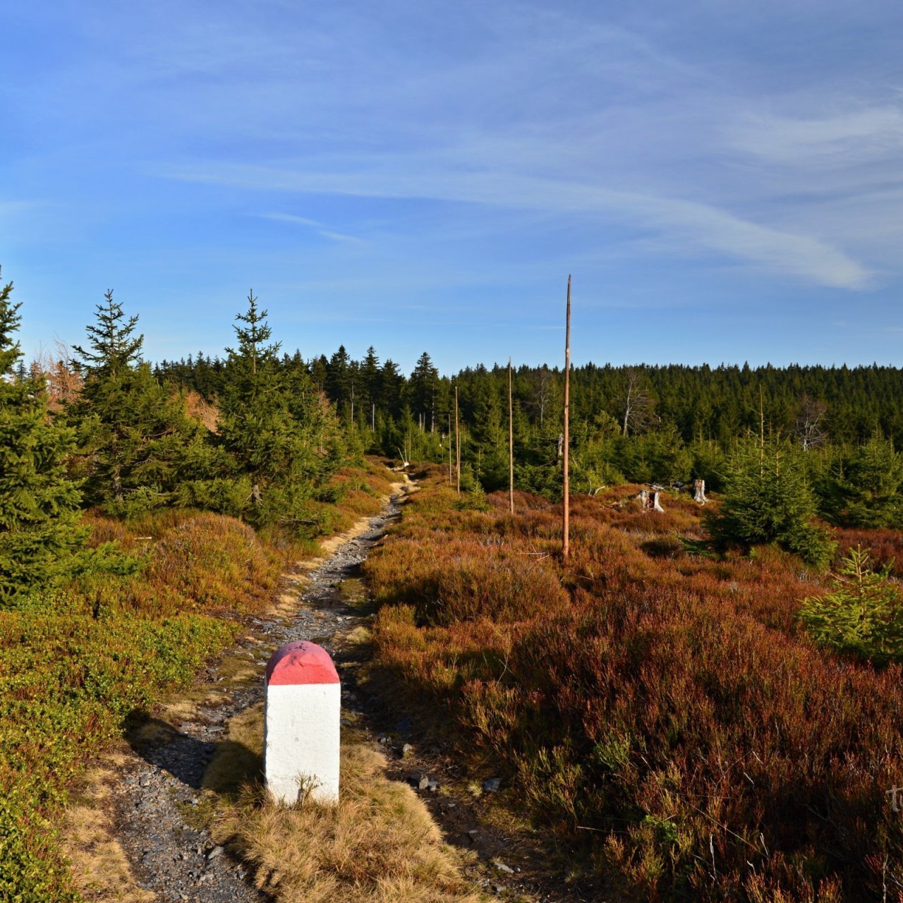 Rychlebské hory (4): Smrk