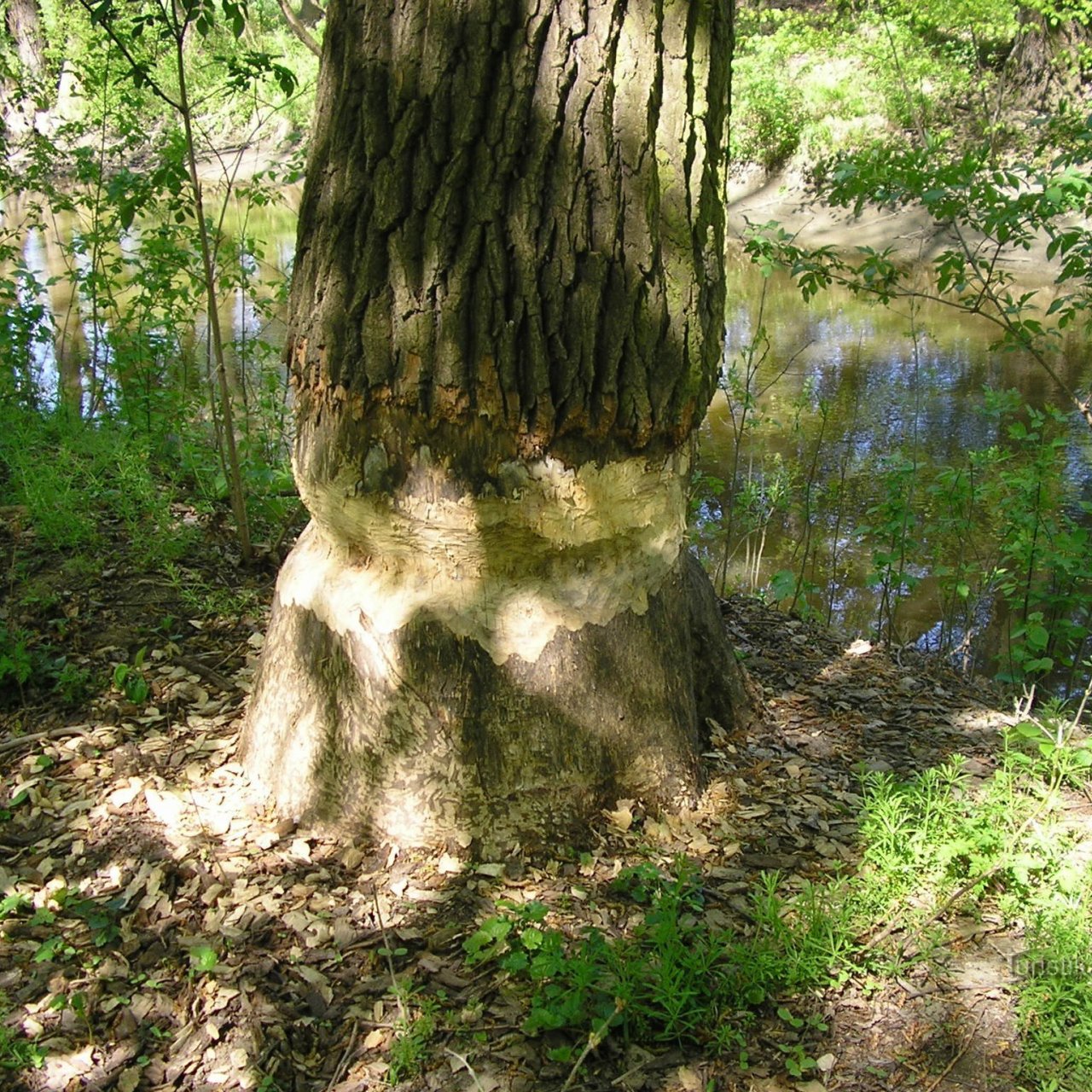 Mikulčice - Valy