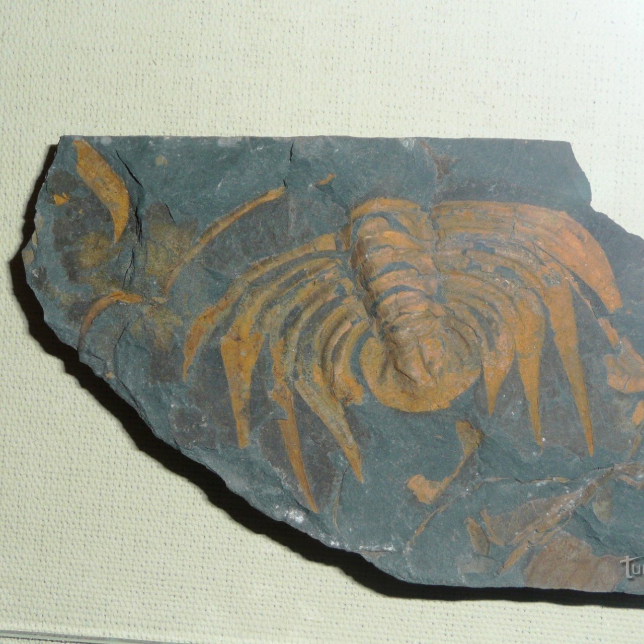 Muzeum trilobitů ve Skryjích