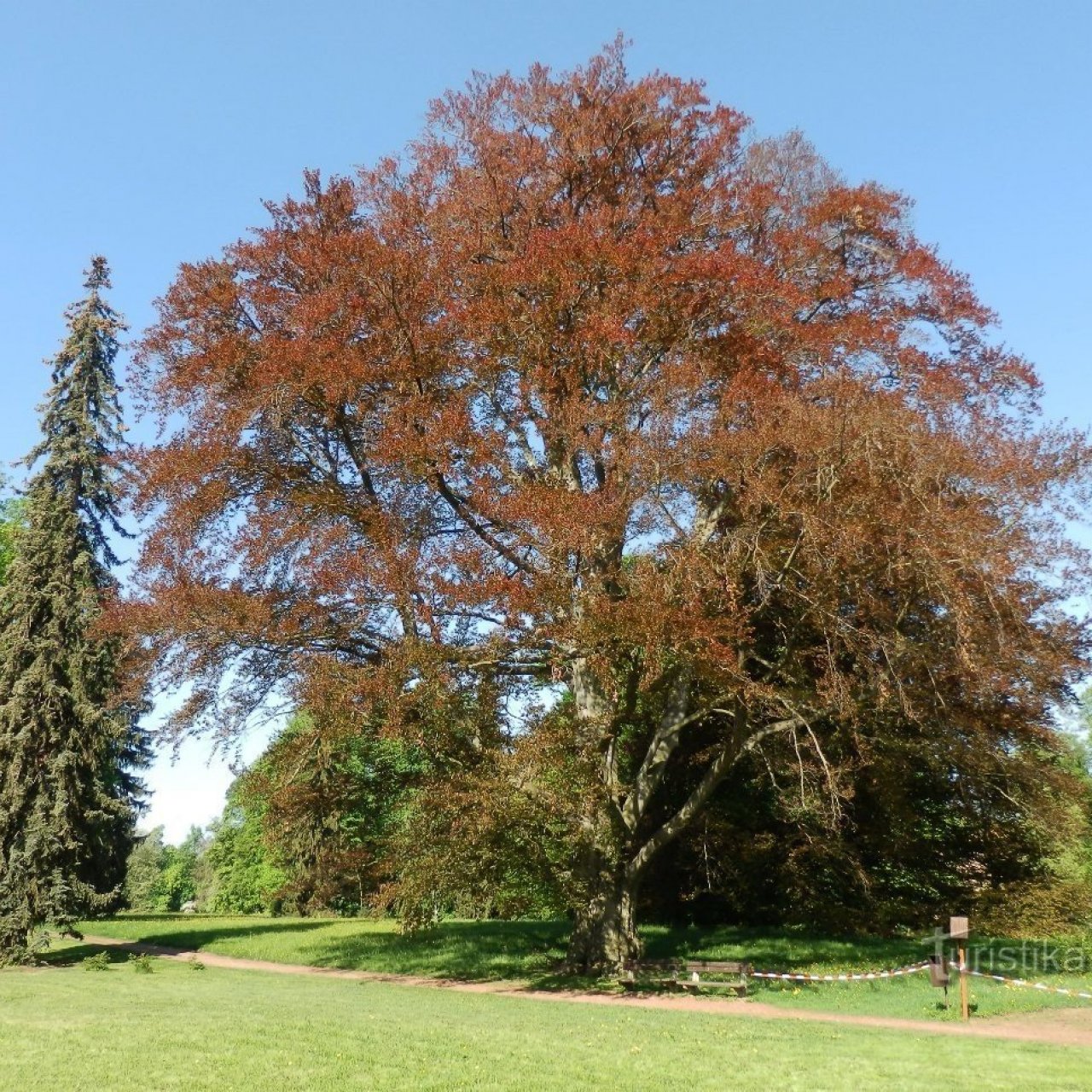 Buk červenolistý ve Slatiňanech vám pomůže v životním rozhodnutí