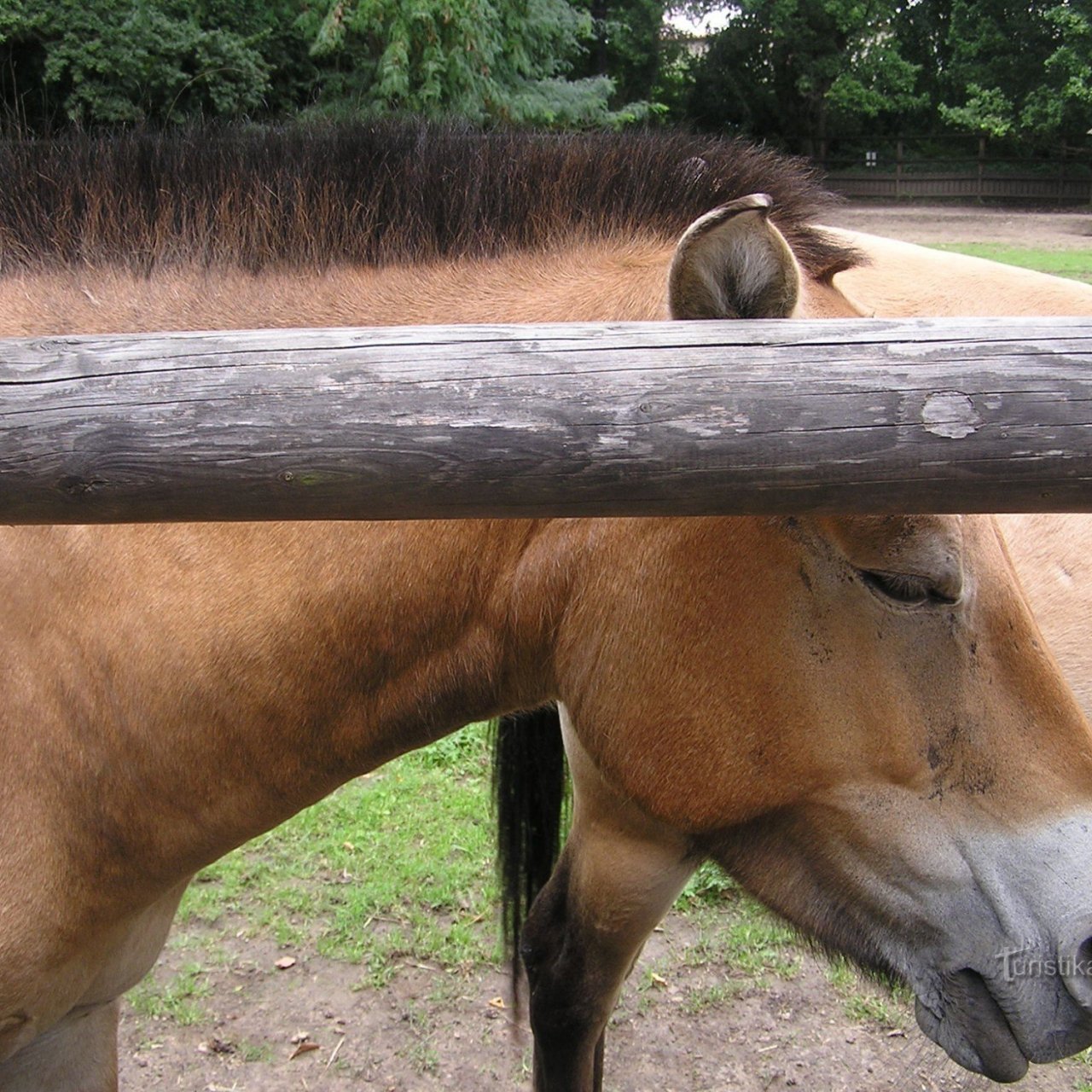 Slatiňany – chov koně Převalského