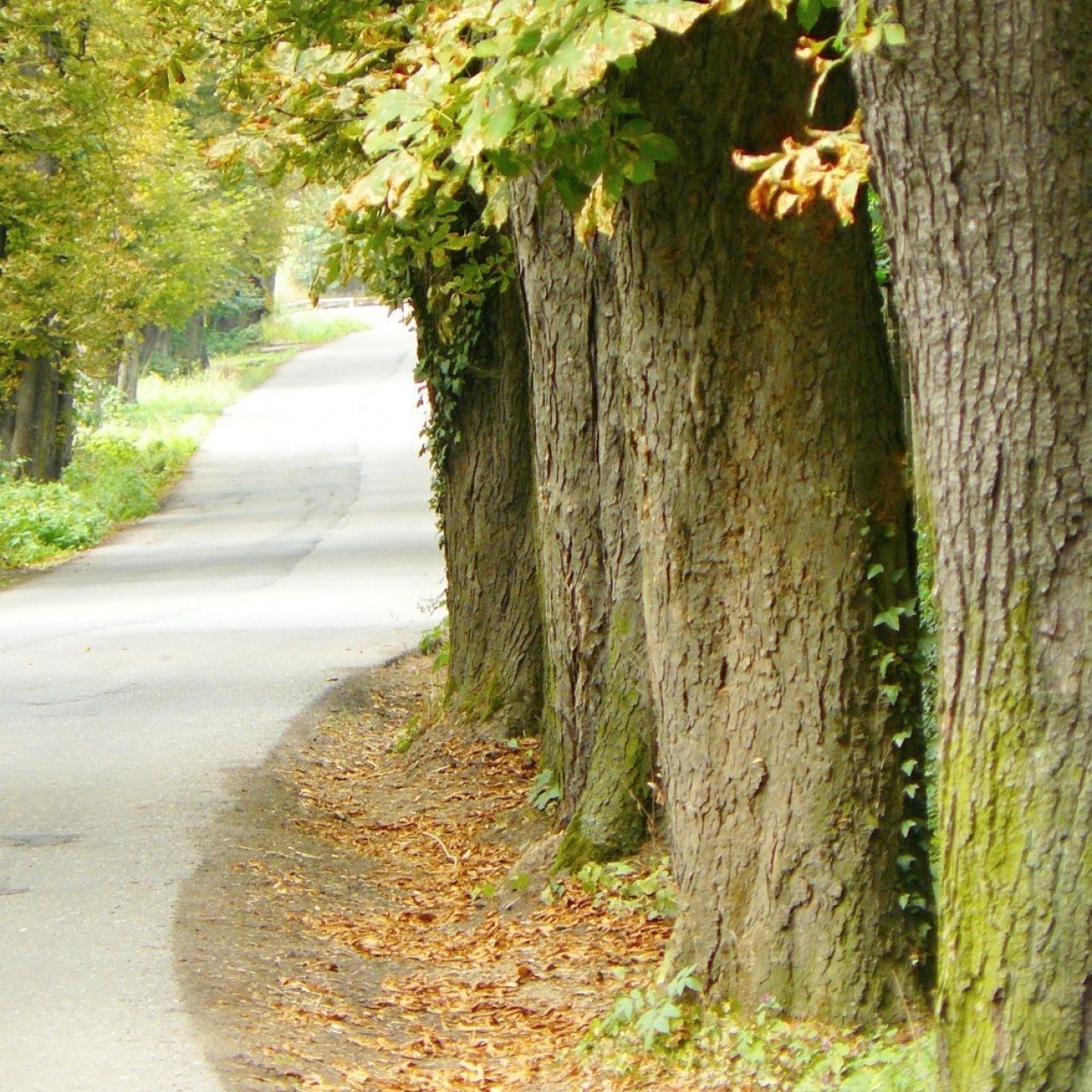 Odpočinek ve slatiňanské kaštance