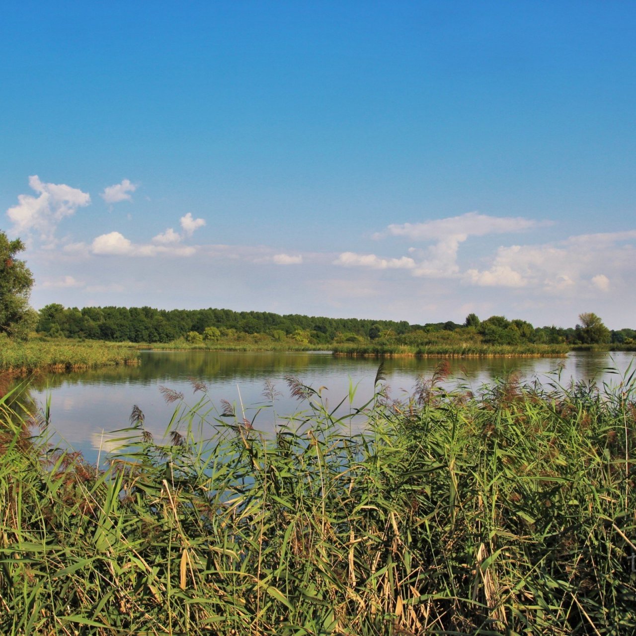 Šumický rybník - přírodní rezervace