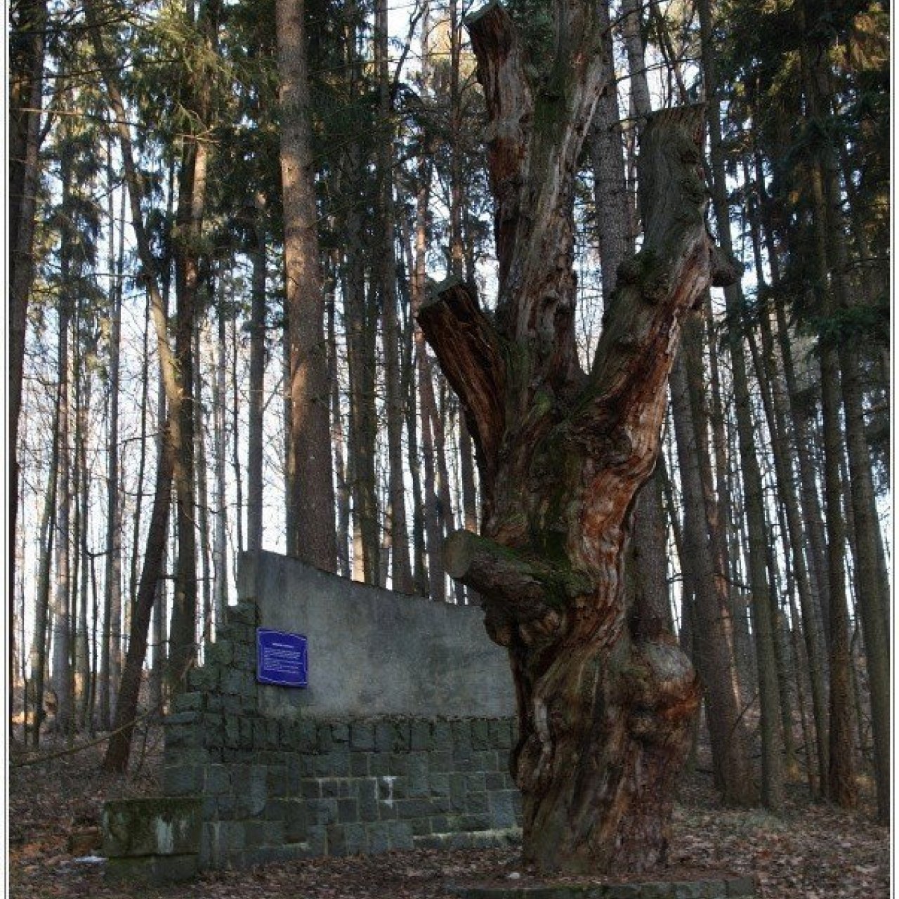 Bratrská borovice