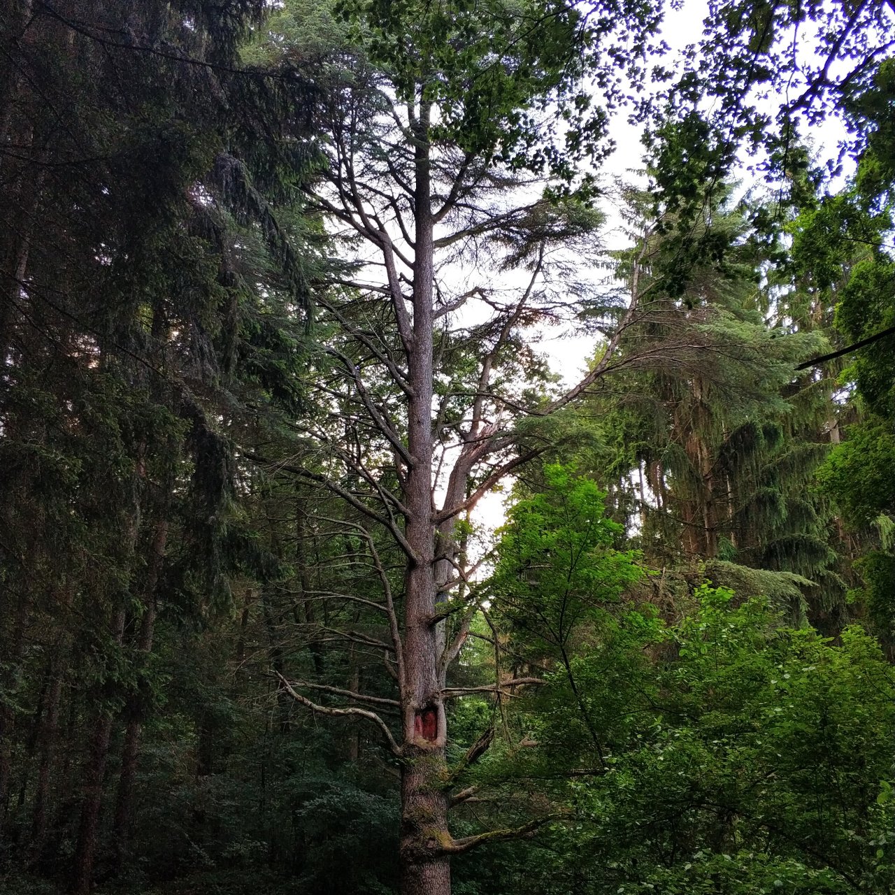 Tuzson arborétum, Fenyvespuszta