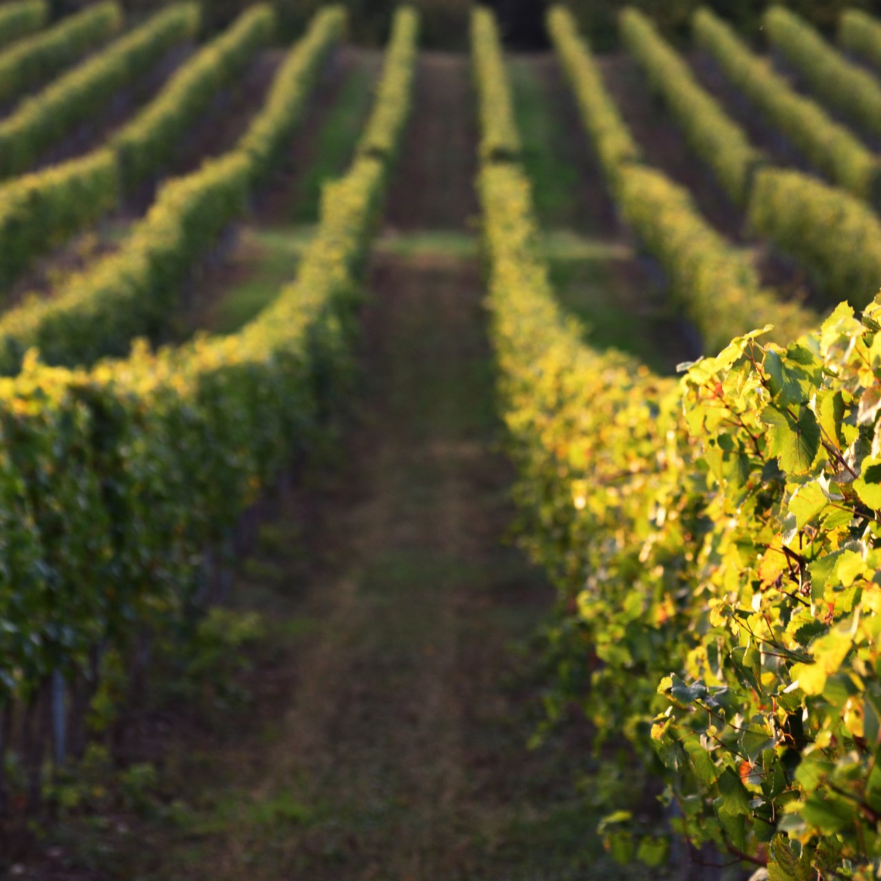 Nyakas Pincészet (Tök)