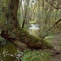 Údolí Únětického potoka