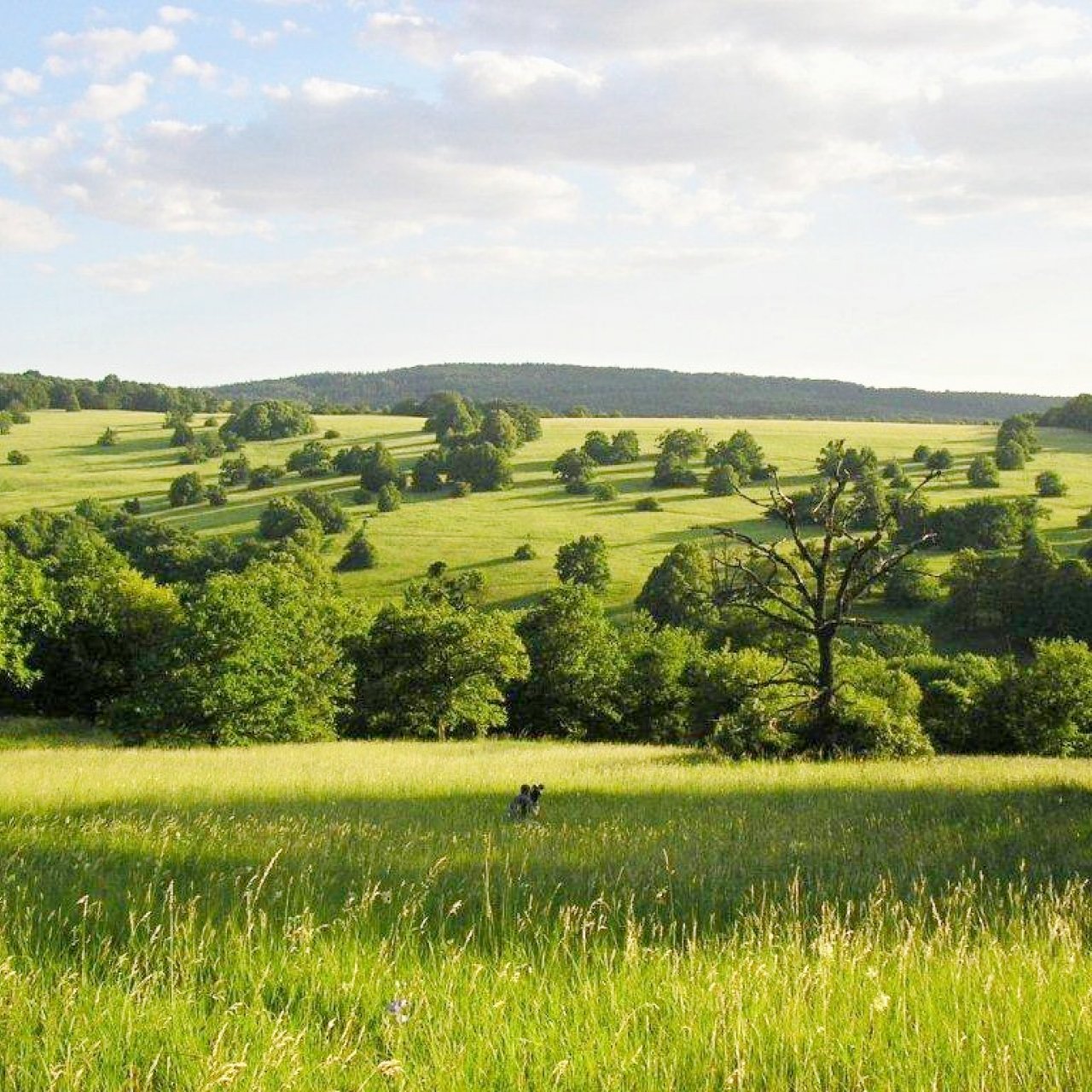Národní přírodní park Čertoryje