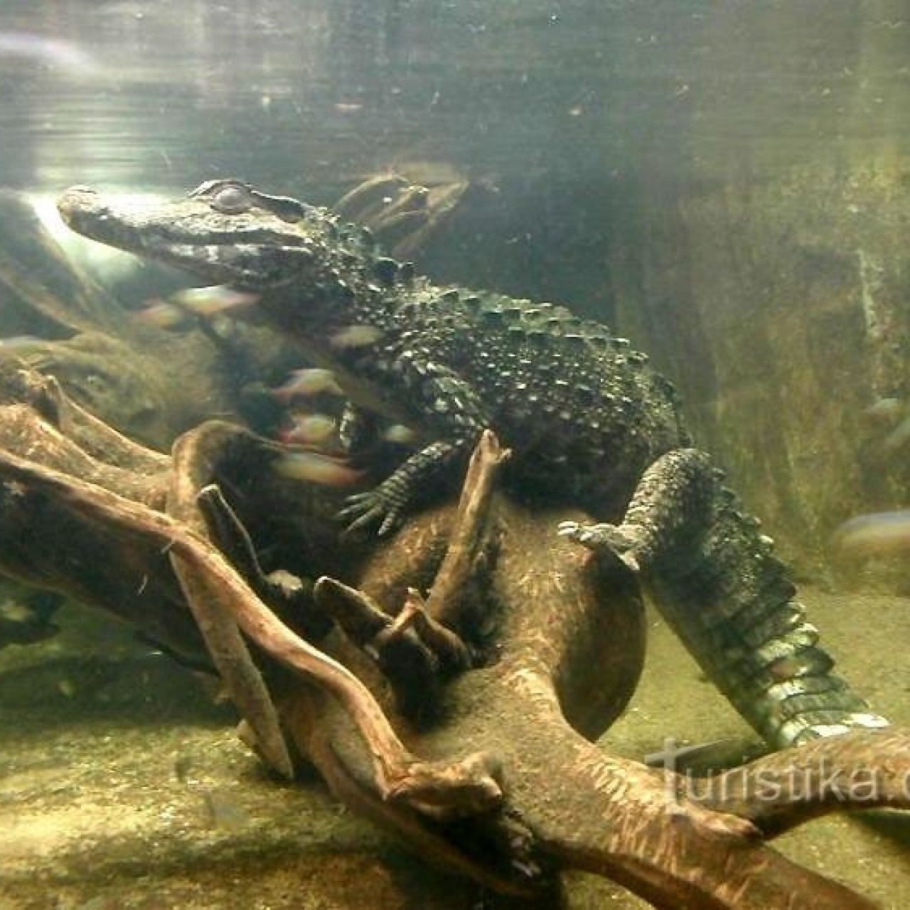 ZOO Plzeň