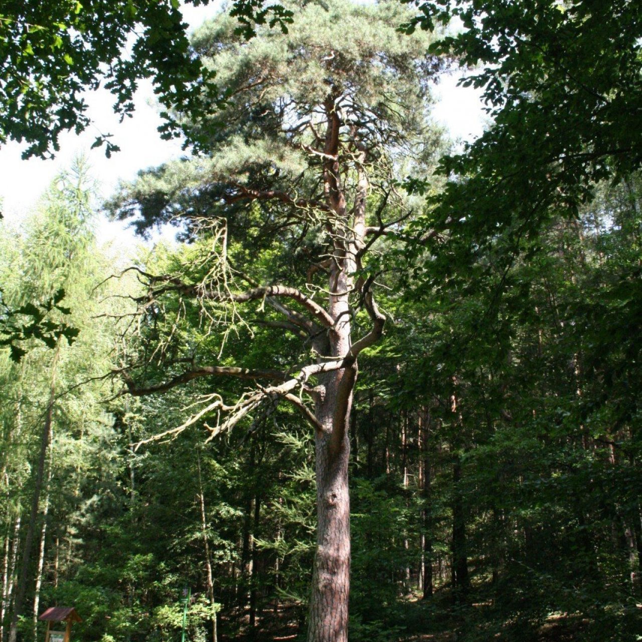 Borovice u Košináře