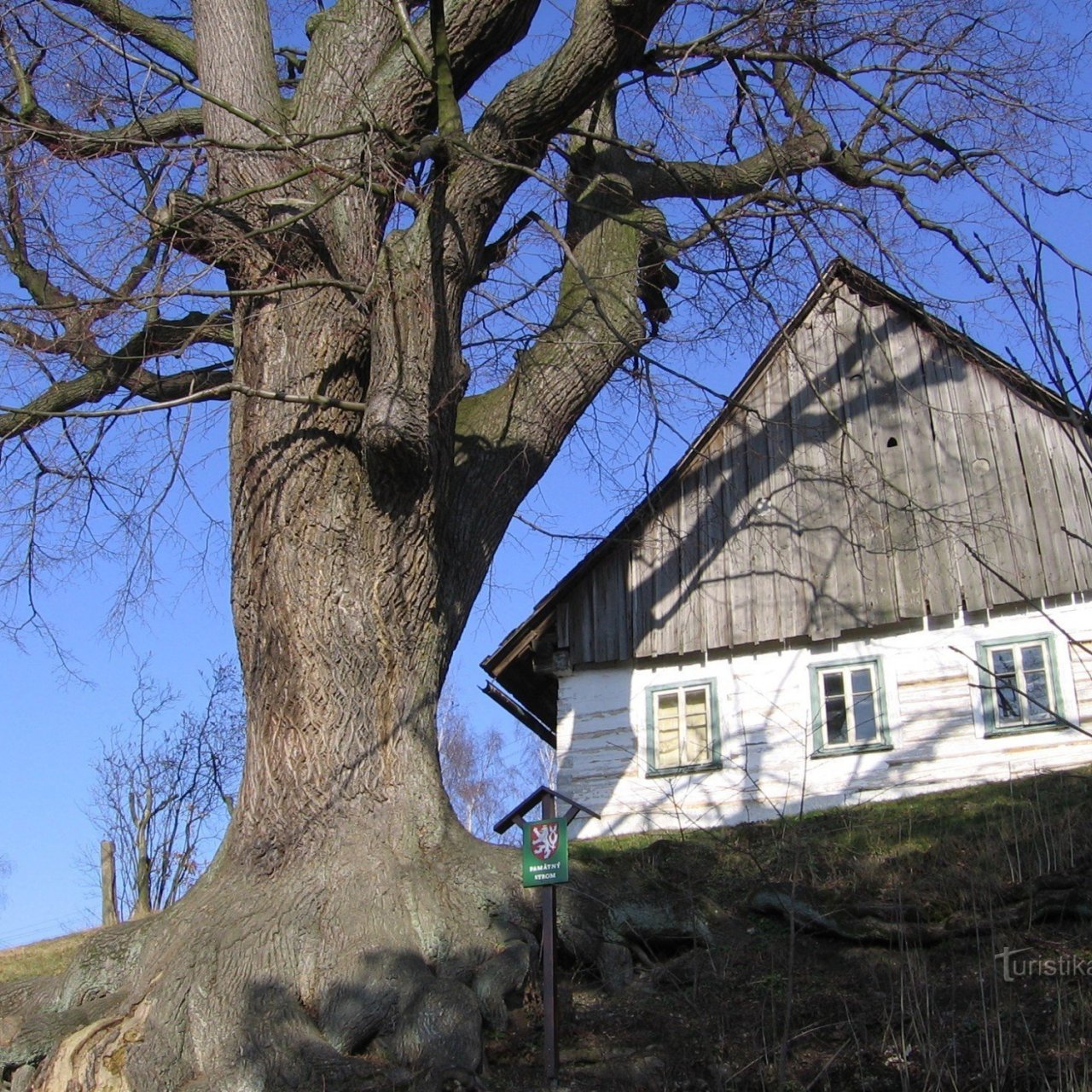 Poříčská lípa