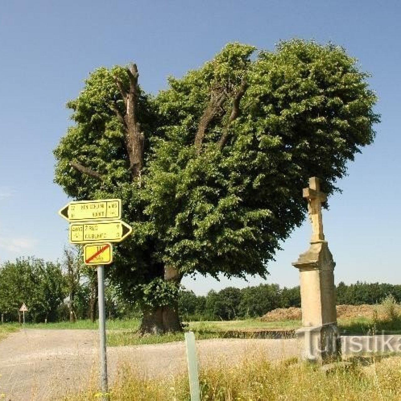 Strom v Chotěborkách