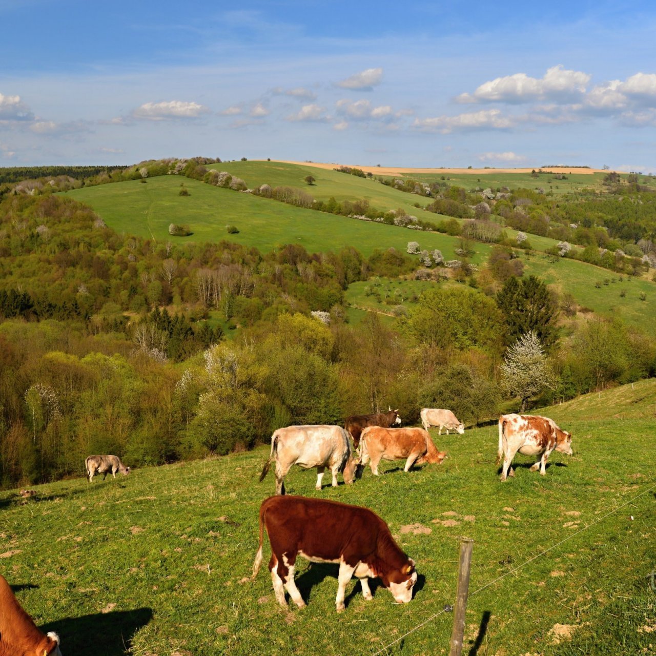 Bílé Karpaty (4): Moravské Kopanice