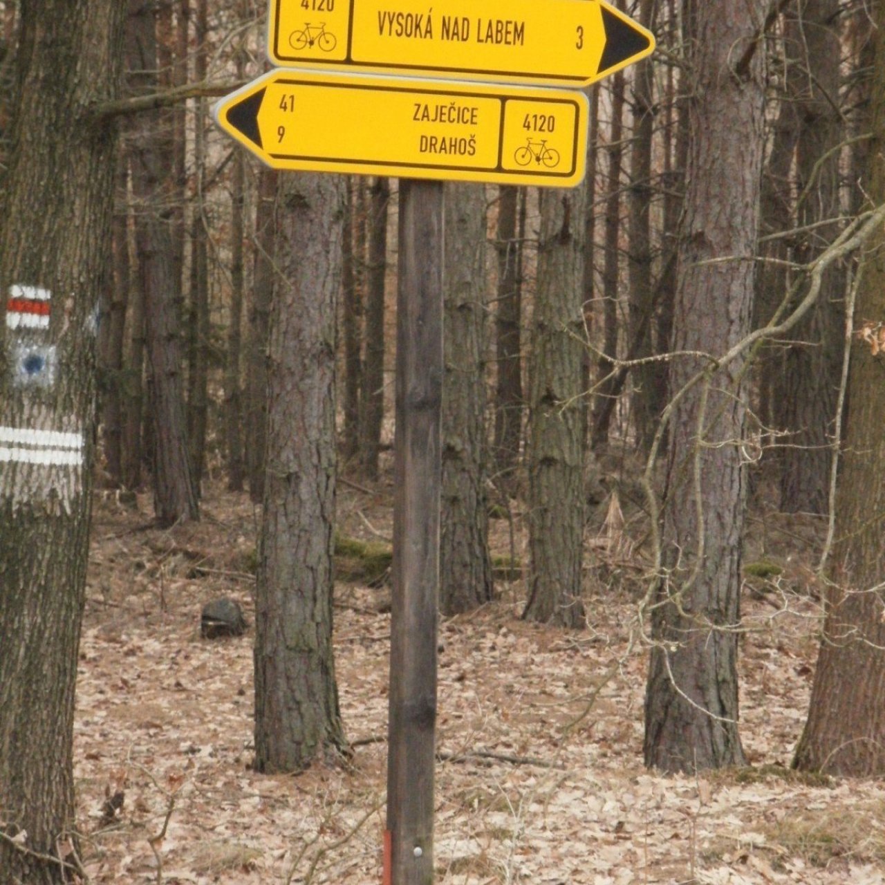 cykloturistické rozcestí v lese u Vysoké nad Labem
